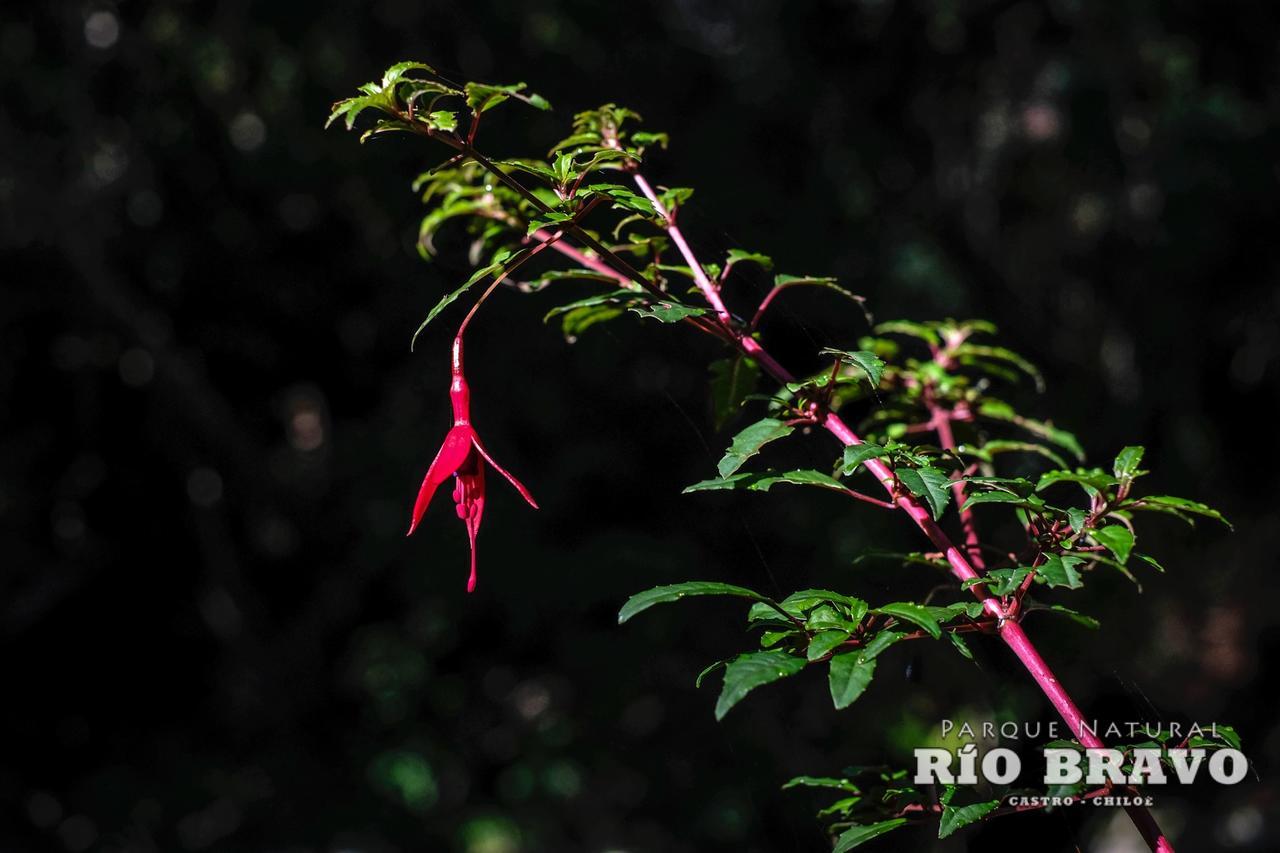 Parque Natural Rio Bravo Lodge Castro Buitenkant foto